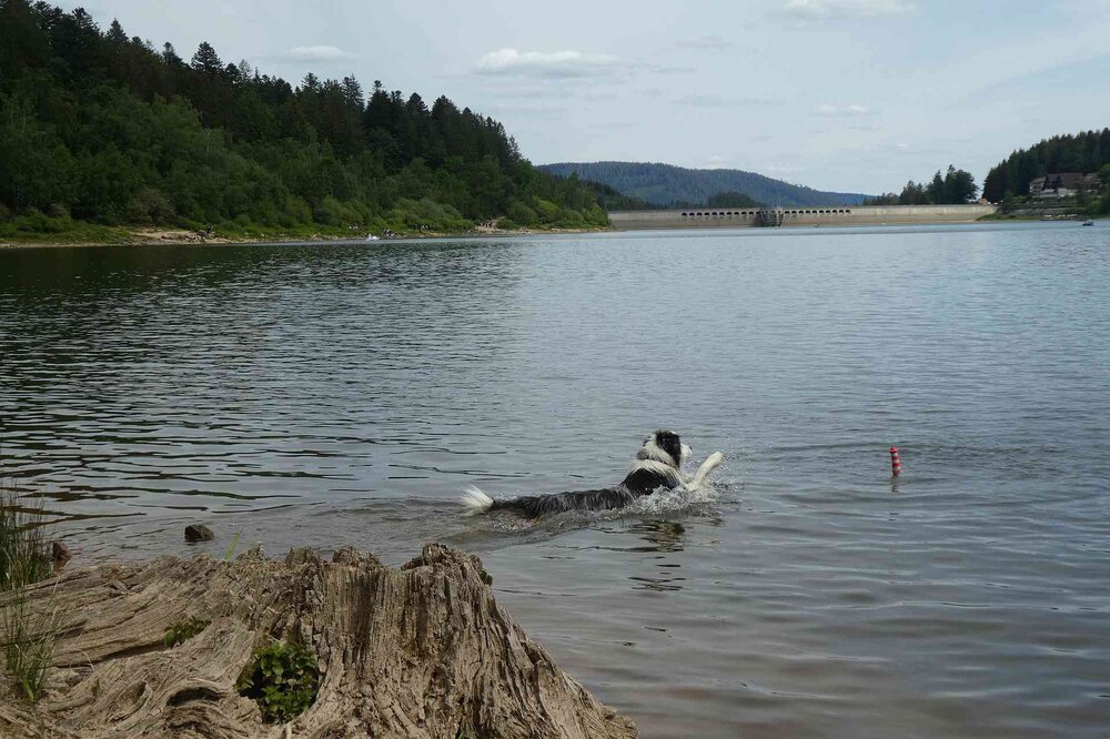 Seehund.thumb.jpg.9818fb7a57e8ae6bc284d083f679483a.jpg
