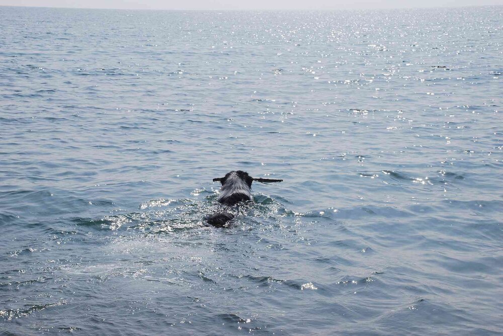 Seehund.thumb.jpg.99c7bb82aace8eff8b2059a6e46016a0.jpg