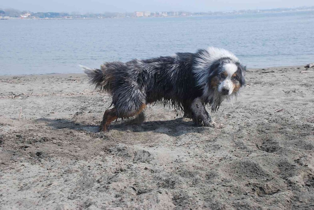 Seehund_02.thumb.jpg.f1b1a7f29b05bbbe17b0abe580f415e6.jpg