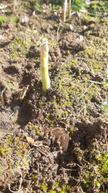 Spargel.thumb.png.9c775ea245510585c266cb00a0f634c6.png