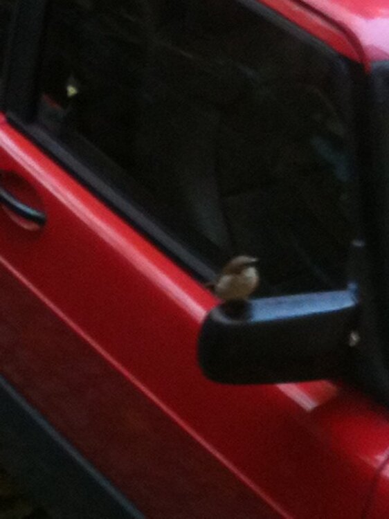 Spatz.thumb.jpg.f448f4c4e086124a78c9c18773f624ab.jpg