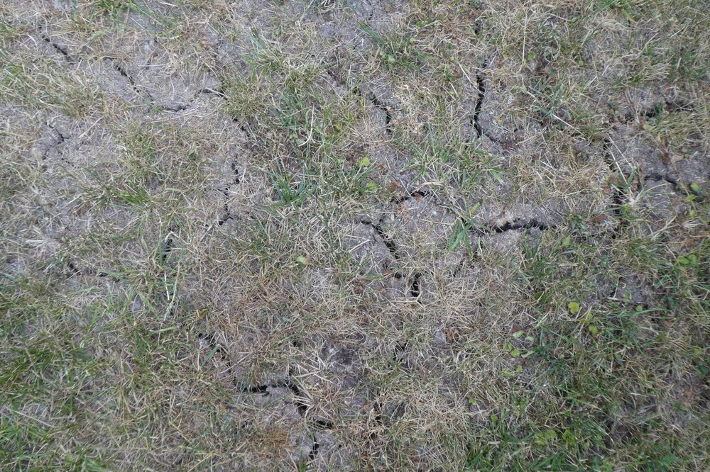 Steppe_02.thumb.jpg.f714ec175ce2cf7b1e3255c5056c3408.jpg