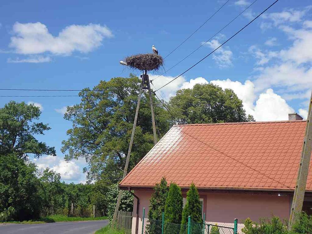 Storch_03.thumb.jpg.3eb3fe4f10336ff174bcddcf51f15f70.jpg