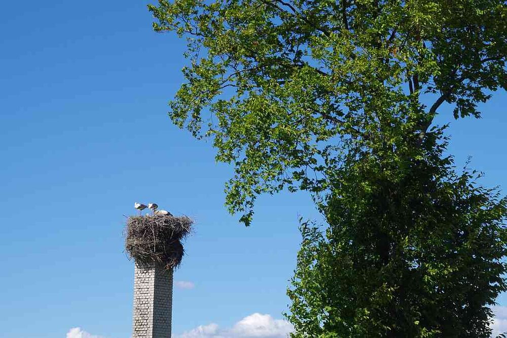 Storch_05.thumb.jpg.9664d3da328b9288769b4cb82e03ff57.jpg
