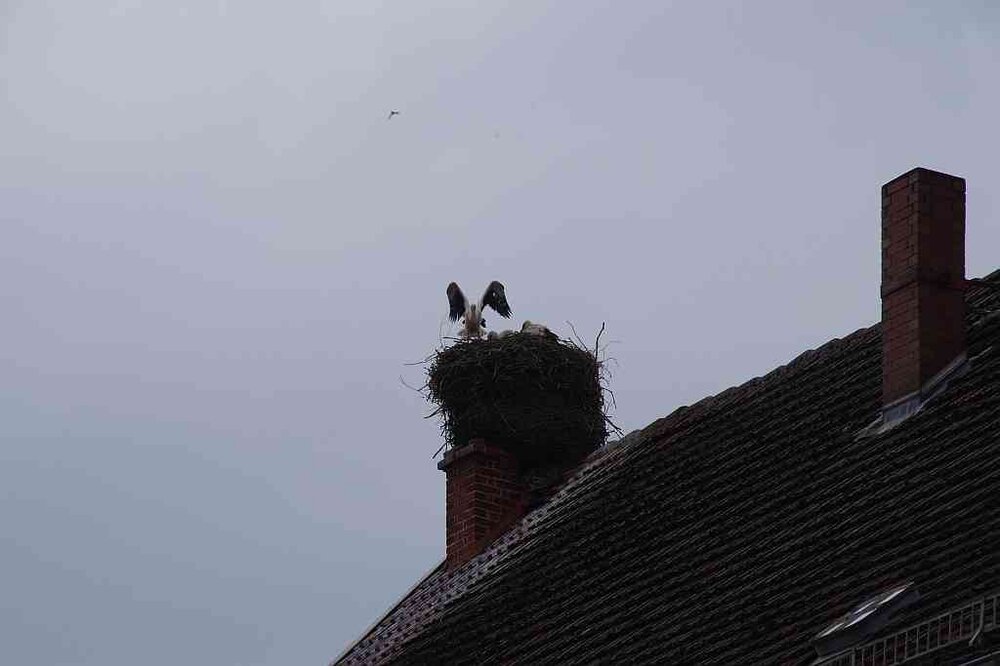 Storch_06.thumb.jpg.073e6d2f7494f2ee23d3f77dab5f6635.jpg
