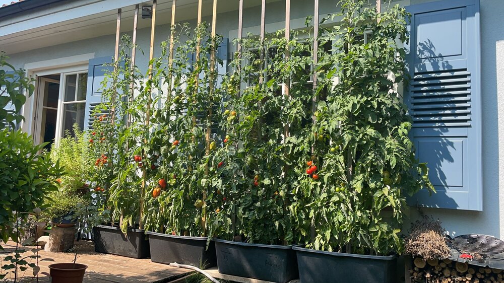 Tomaten202101.thumb.jpg.e5f89e22683ecf388c014c2472256328.jpg