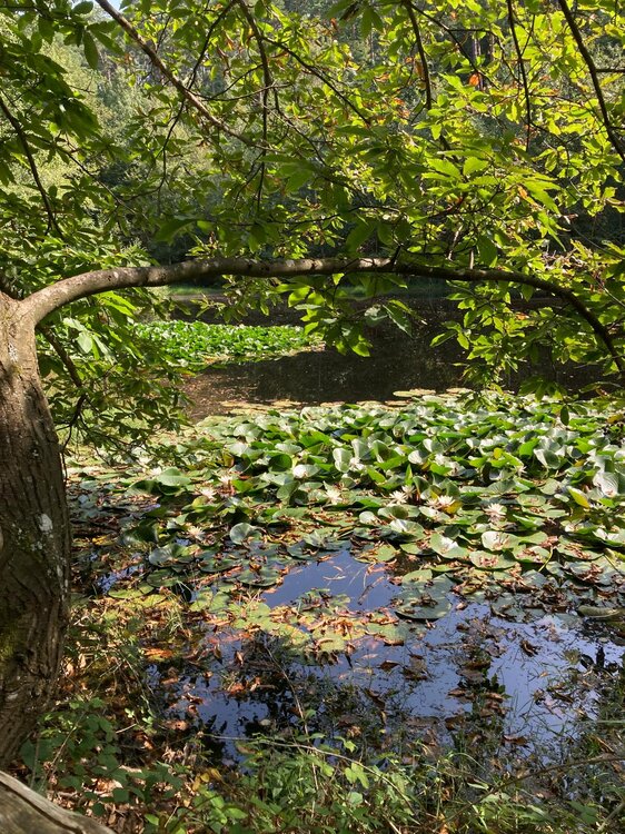 Ungeheuersee2.thumb.JPG.9a999ec09ec6358abe6890b35b17f676.JPG