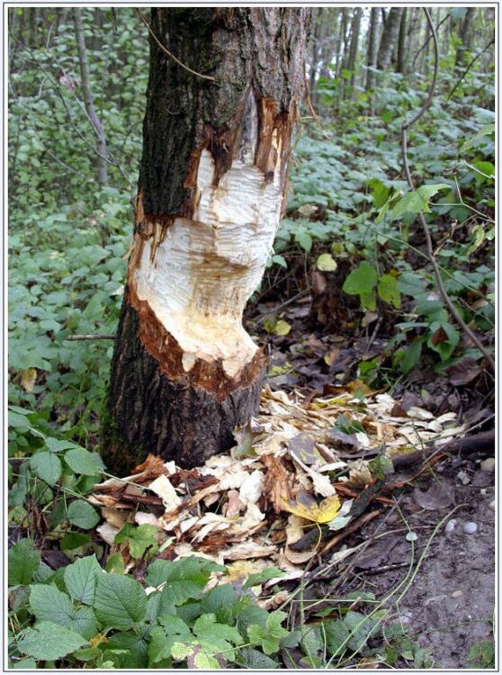 biberbaum.thumb.jpg.859a13d645166d3f8c0dc7dd3cc4dd74.jpg