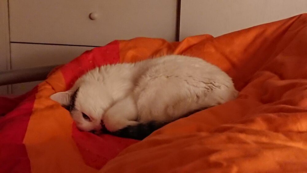 catdown.thumb.JPG.083fb25b99643e95e79f38bf3eab29cd.JPG