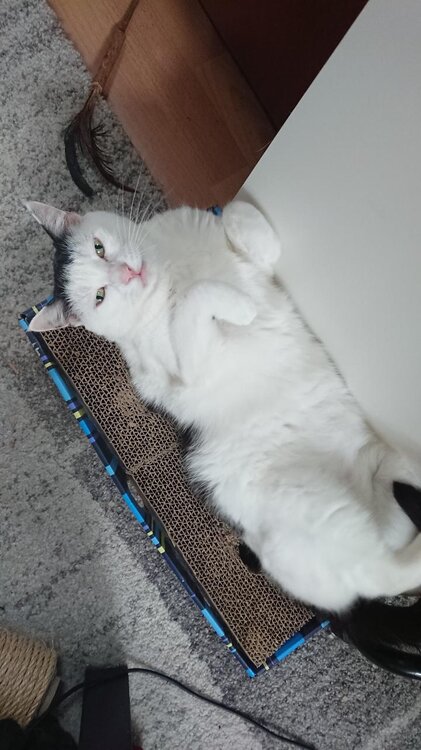 chillen.thumb.JPG.b4a912a0e2edf43de09823fd8575e381.JPG