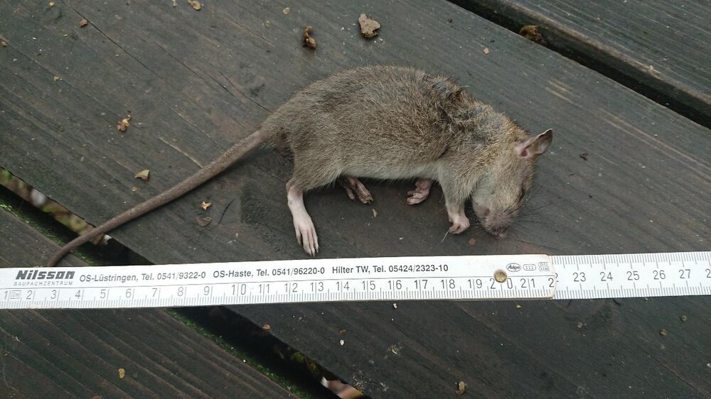fette_beute_ratte.thumb.JPG.65064a0456453fd639001da12c9315d6.JPG