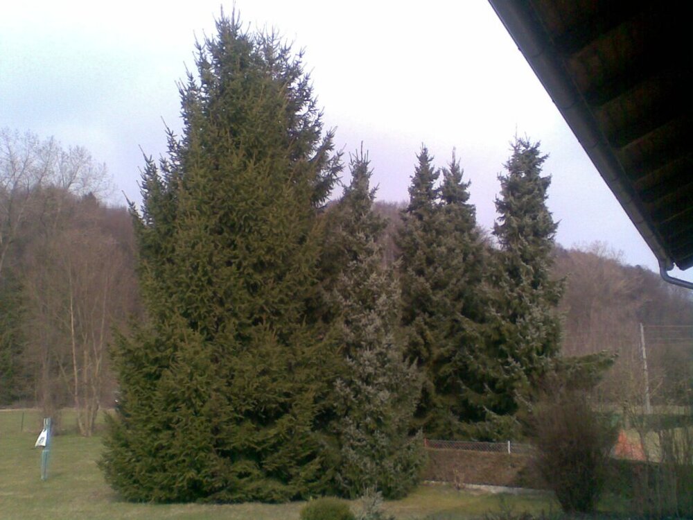 fichten.thumb.jpg.4ba56bfa2c33e01d0949963bd052392b.jpg