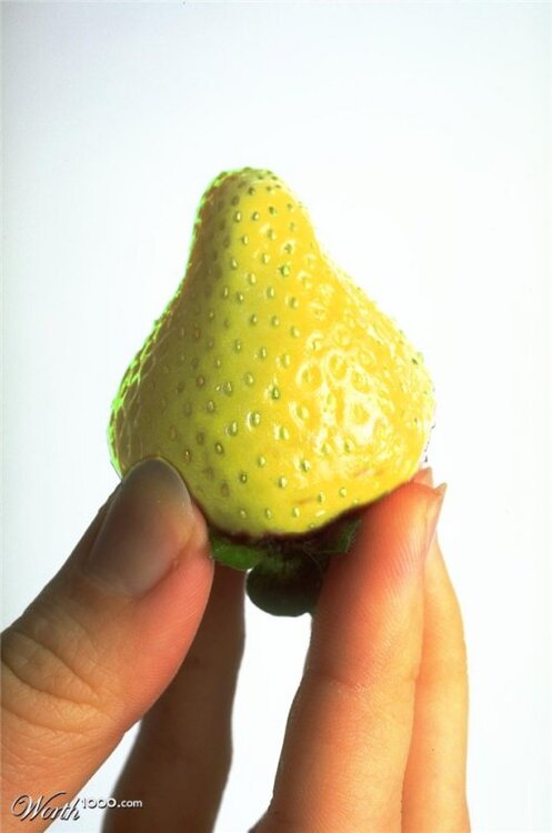 gelbeErdbeere.thumb.jpg.2c5a10c45e05b954a3de7b06acdc1285.jpg