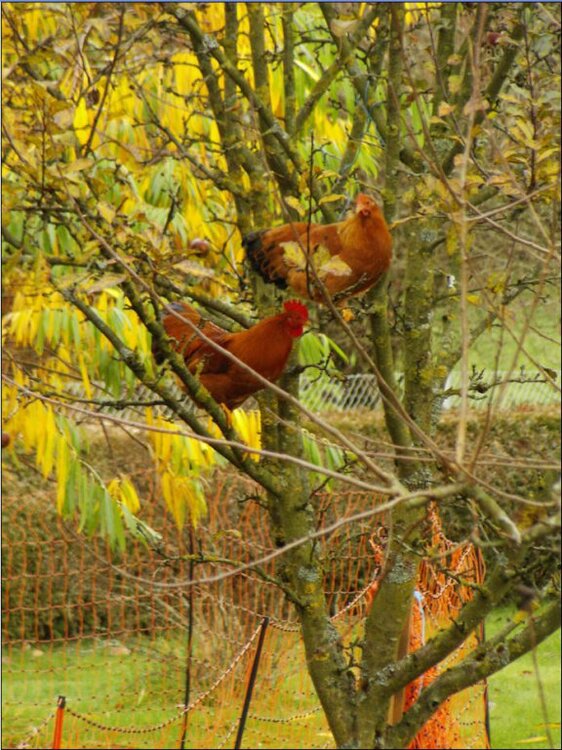 herbst1.thumb.jpg.ce1a465c505f613eb3803627afea25f1.jpg