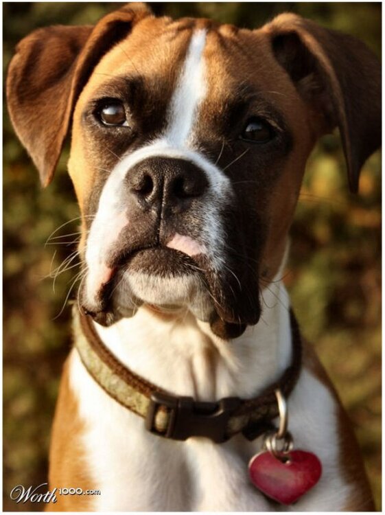 hund.thumb.jpg.c1a78fd3f8eddac53b60e297aff8db2f.jpg