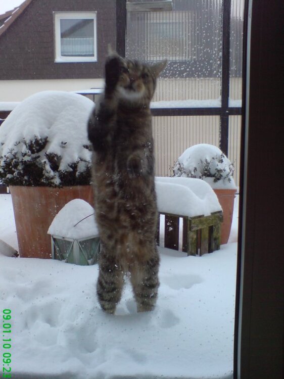 kampfkatze007.thumb.jpg.d4fde886d5a37531c559f778000e9f6c.jpg