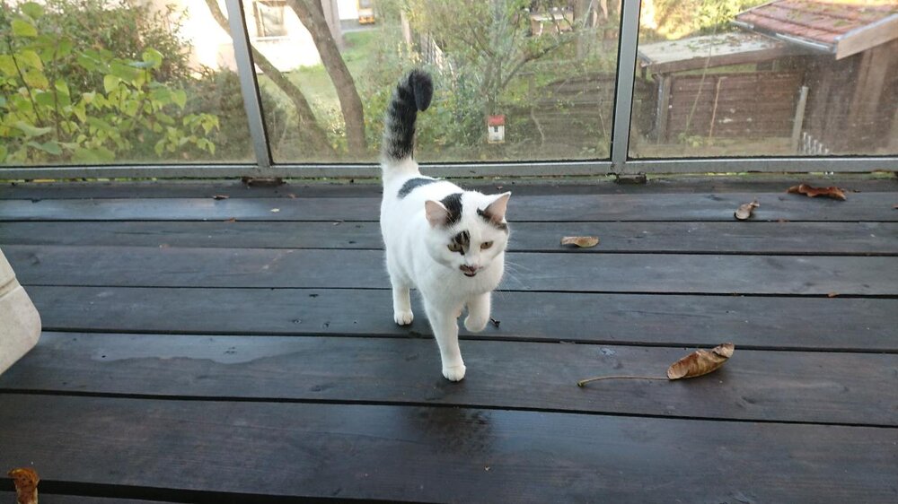 katzenbesuch.thumb.JPG.0ccd46b7029de746d40f079315a4dbef.JPG