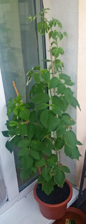raspberry.thumb.jpg.cc4d6462776fcdafc0d04282fcf356ef.jpg
