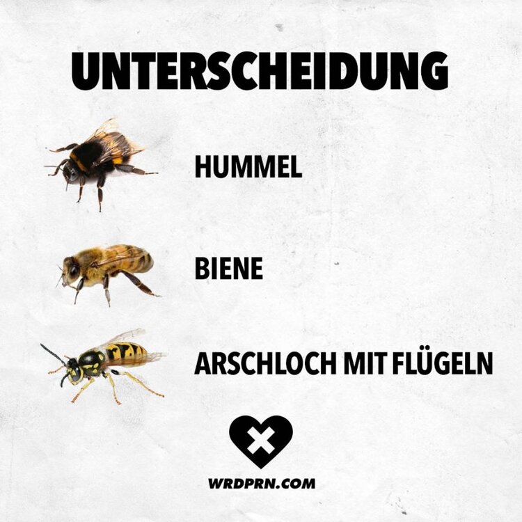 spruch-unterscheidung-hummel-biene-wespe-arschloch-fluegel-870x870.thumb.jpg.5e001ef15e7f7cd1ec7329f435081267.jpg