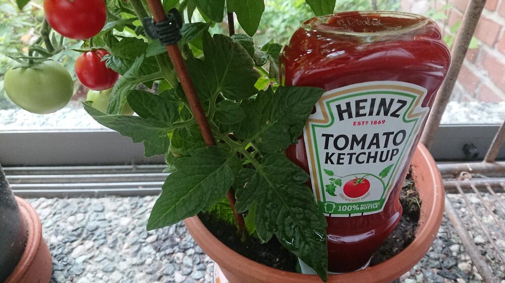 tomatensitting.thumb.JPG.454b08e6ad063c2eca5047bf24e36b81.JPG