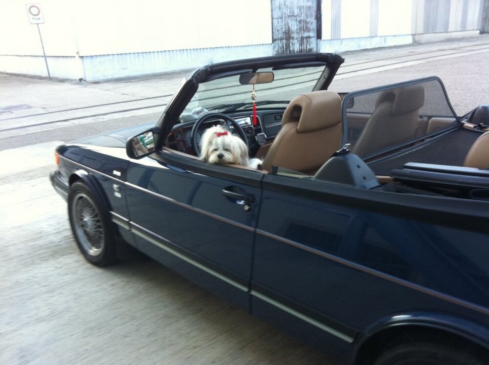 warningfromthedog.thumb.jpg.b8b0498b9755c72ea5c60d8c9840461f.jpg